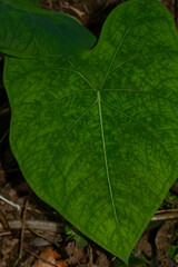 Caladium bicolor