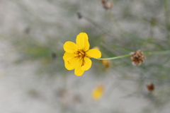 Thelesperma simplicifolium