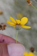 Thelesperma simplicifolium