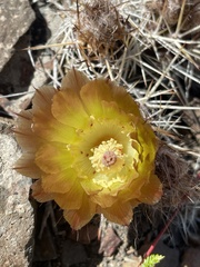 Austrocactus coxii