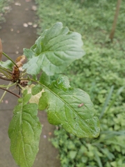 Youngia