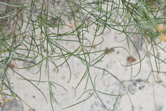 Thelesperma simplicifolium