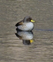 Anas flavirostris oxyptera