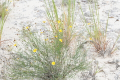 Thelesperma simplicifolium