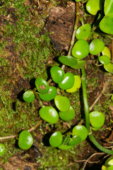 Peperomia serpens