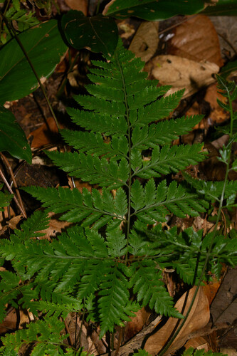 Parapolystichum effusum, photograph 4