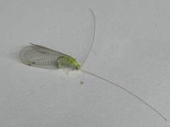 Leucochrysa floridana