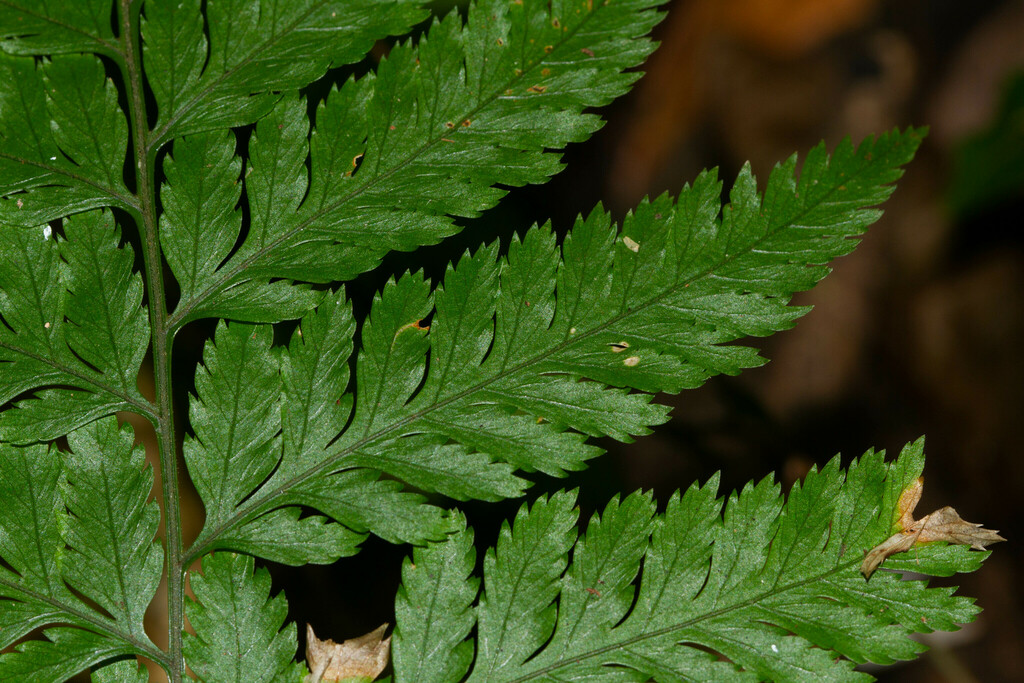 Parapolystichum effusum; photograph (c) Guillaume Delaitre, some rights reserved (CC BY)