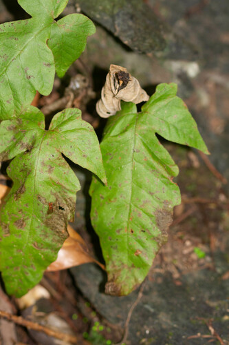 Tectaria trifoliata, photograph 6