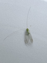 Leucochrysa floridana