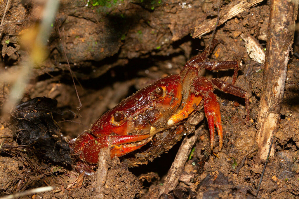 Orthothelphusa