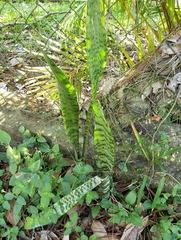 Sansevieria trifasciata