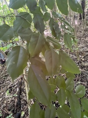 Pterocarpus