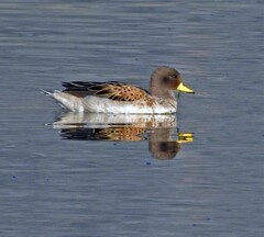 Anas flavirostris oxyptera