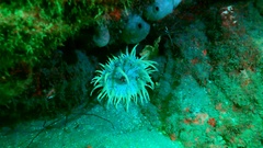 Telmatactis cricoides