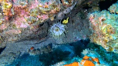 Telmatactis cricoides