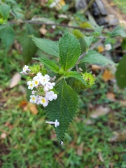 Lantana velutina