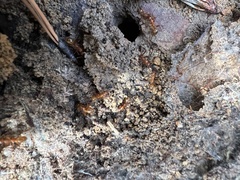 Formica pallidefulva