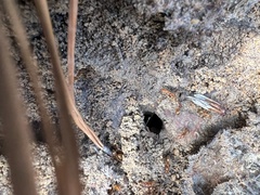 Formica pallidefulva
