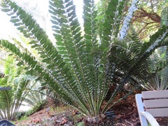Encephalartos ferox