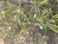 Vallesia glabra