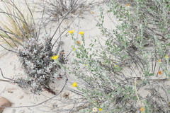 Heterotheca fulcrata