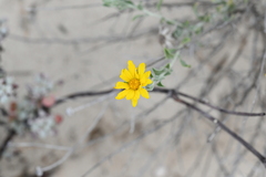 Heterotheca fulcrata