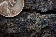 Caloplaca cerina