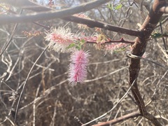 Mimosa distachya