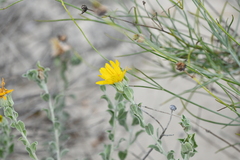 Heterotheca fulcrata