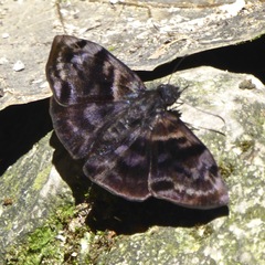Ebrietas osyris