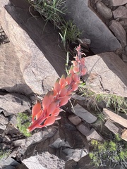 Gasteria disticha robusta