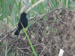 Agelasticus cyanopus