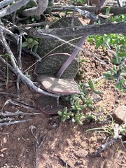 Gasteria disticha robusta