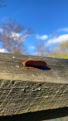 Gloeophyllum sepiarium