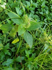 Acalypha arvensis
