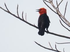 Amblyramphus holosericeus