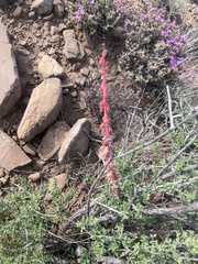 Gasteria disticha robusta