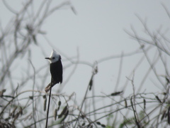 Arundinicola leucocephala