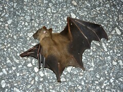 Cynopterus brachyotis