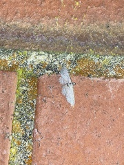 Sigilliclystis insigillata