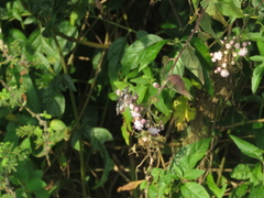 Chiomara asychis