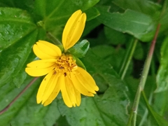 Sphagneticola calendulacea