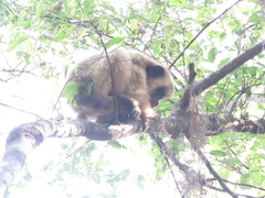 Alouatta caraya