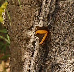 Yoma sabina