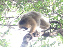 Alouatta caraya
