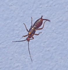 Forficuloidea