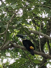Ramphastos tucanus