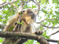 Alouatta caraya