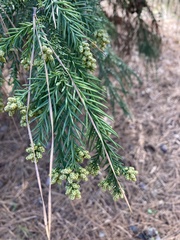 Cryptomeria japonica